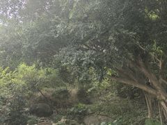 -野狸岛
