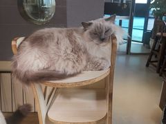 -豆逗聊愈猫阁Easy Life