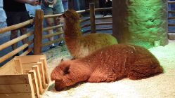 -Zoolung Zoolung动物主题公园(海信广场店)