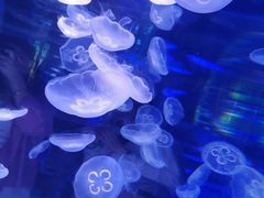 -海合安成都极地海洋公园
