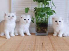 -爱宠屋pet shop·宠物洗澡·宠物美容