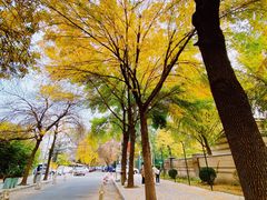 -三里屯东五街银杏大道