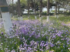 -大兴滨河森林公园