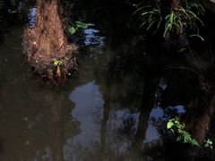 -广州兰圃