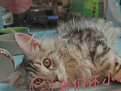 -FAELING PETS美天灵宠物(合生汇店)