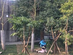 -成都大熊猫繁育研究基地