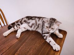 -猫友咖啡店(玉林西路店)