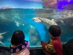-海合安武汉极地海洋公园