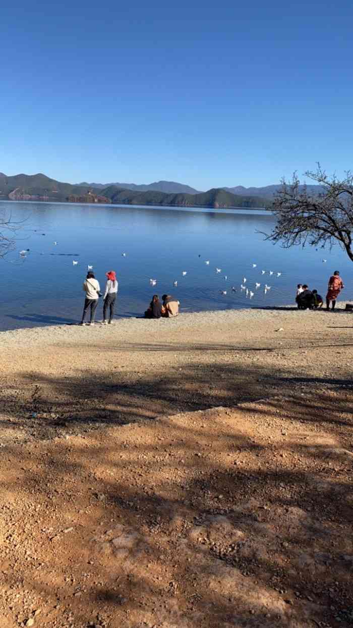 泸沽湖游情人树泸沽湖适合四季旅游的地方