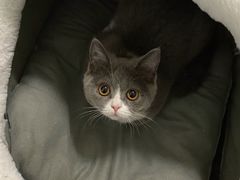 -lincat·猫舍(广州店)