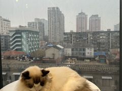 -怪兽屋·羊驼·猫咖·狗咖(俊华广场店)