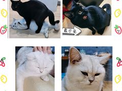 -猫尾侦探俱乐部·剧本杀·狼人杀