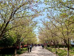 -高东镇樱花园