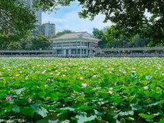 -荔湾湖公园