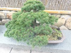 -龙华寺