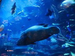 -迪拜帆船酒店海底餐厅