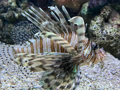 -大连老虎滩海洋公园