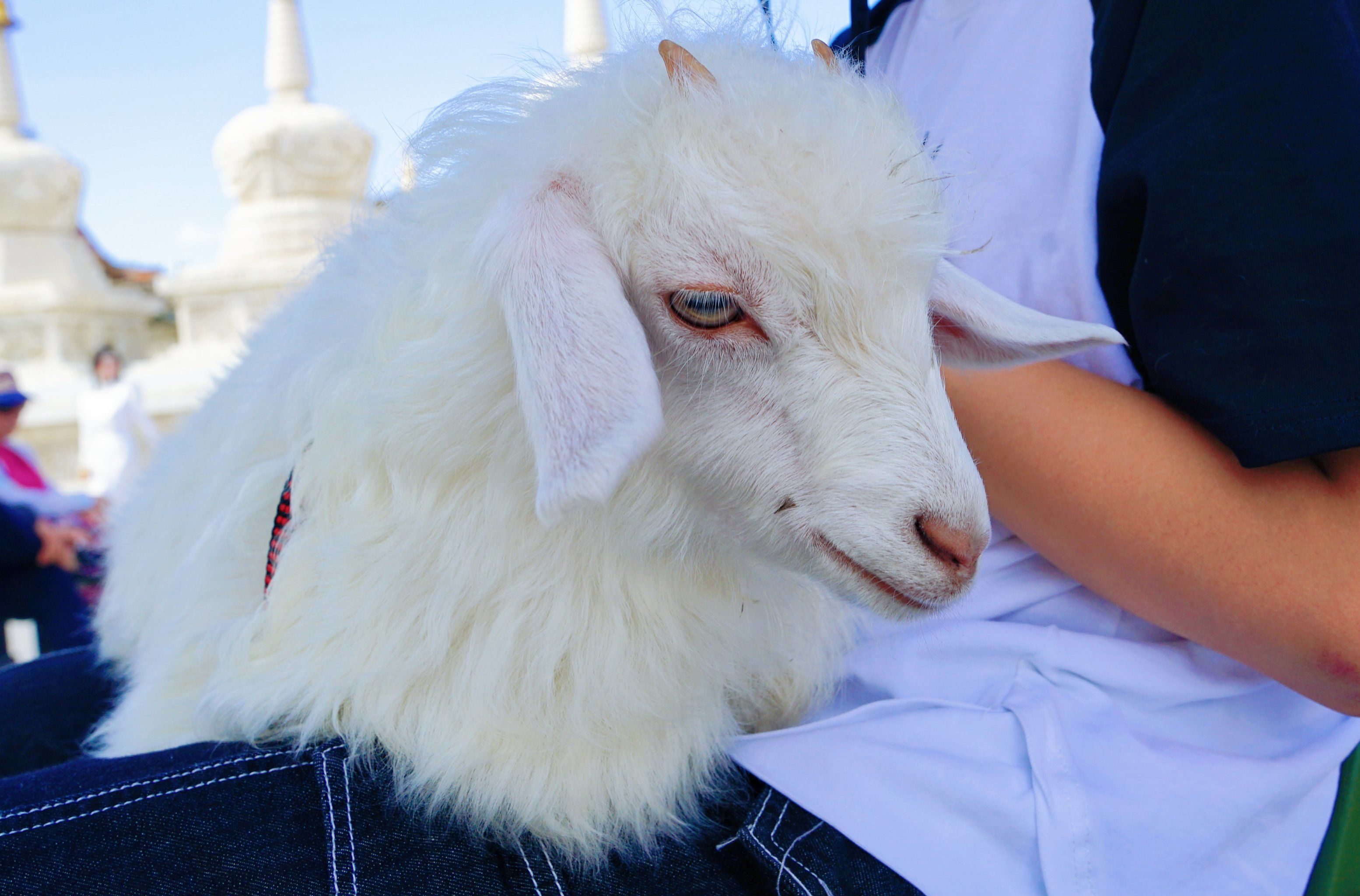 大召无量寺,10元小羊羔随便撸