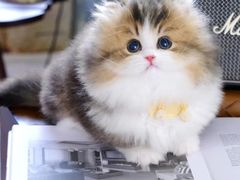 -欣宠猫屋·矮脚拿破仑·蓝金金渐层