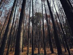 -上海共青森林公园