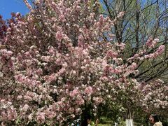 -长白岛森林公园