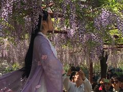 -嘉定紫藤园