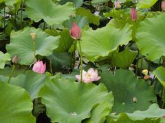 -荷塘月色湿地公园·向阳花洲
