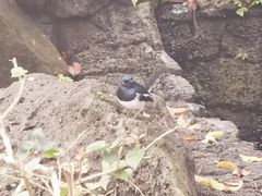 -海口火山口国家地质公园