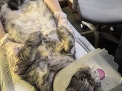 -宠爱国际动物医院· 猫科· 外科·中兽医(长白店)