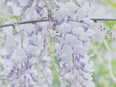 -嘉定紫藤园