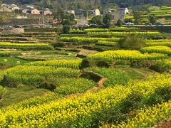 -桑洲油菜花景区