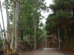 -秦岭天竺山景区