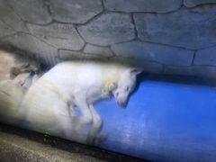 -大连圣亚海洋世界