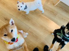 -柴犬小屋·柴餐厅·狗咖食堂(金鼎广场店)