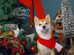 -超宠爱宠物摄影-Super pet