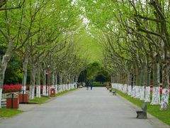 -上海鲜花港