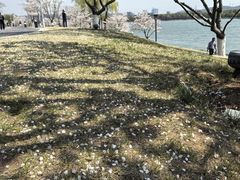 -羊山湖公园