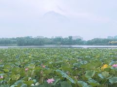 -大兴滨河森林公园