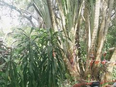 -海南热带野生动植物园