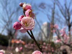 -新虹桥中心花园