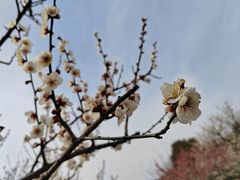 -香雪海