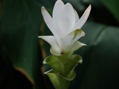 -中国科学院华南植物园