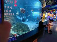 -烟台海昌鲸鲨海洋公园