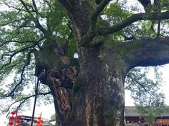 -新安江山水画廊风景区