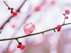 -北京鹫峰国家森林公园