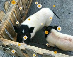 -萌宠亲子动物乐园(槐房万达店)