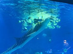 -烟台海昌鲸鲨海洋公园