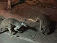 android_upload_pic-清迈夜间动物园