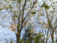 -铁山坪森林公园