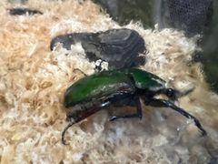 -上海大自然野生昆虫馆(东方明珠·爬宠昆虫探索中心)